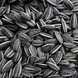 Girasol Confitero x 10 Kg