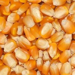 Maiz Entero x 30 Kg