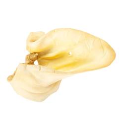 Oreja de Vaca Grande